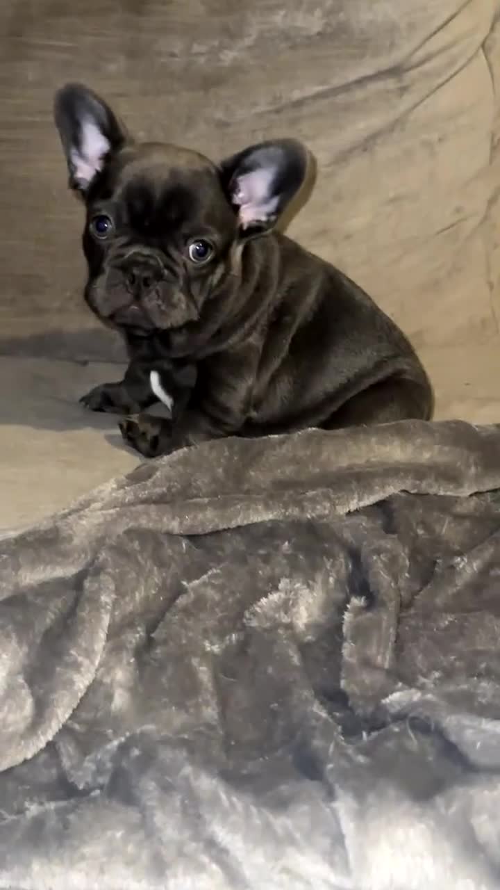 French Bulldog dogs for sale: Kc Registered French bulldog male last one in Leeds - Video 3