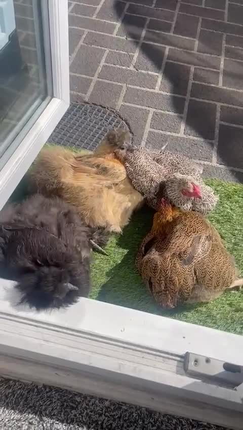 Chickens poultry for sale: 🐔 Loving Home Wanted for 4 Beautiful Hens  - Video 1