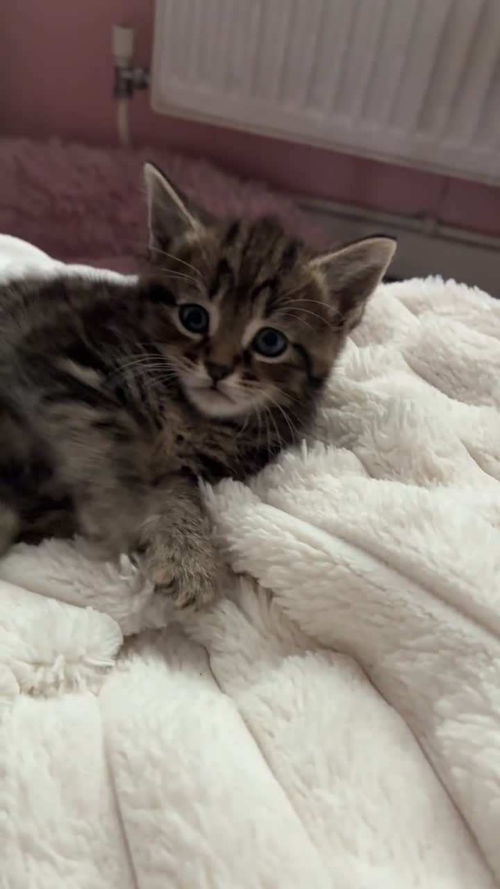 Mixed Breed cats for sale: Mixed khoa manee and bengle  - Video 2