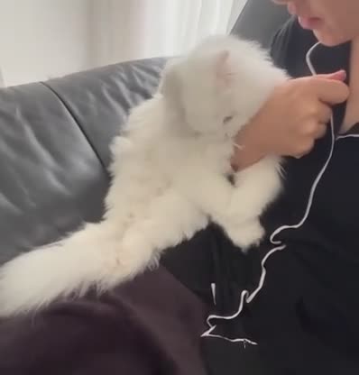 Mixed Breed cats for sale: Persian cat  - Video 2