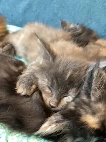 Maine Coon cats for sale: TICA - Only 1 stunning Maine coon girl left - Video 1