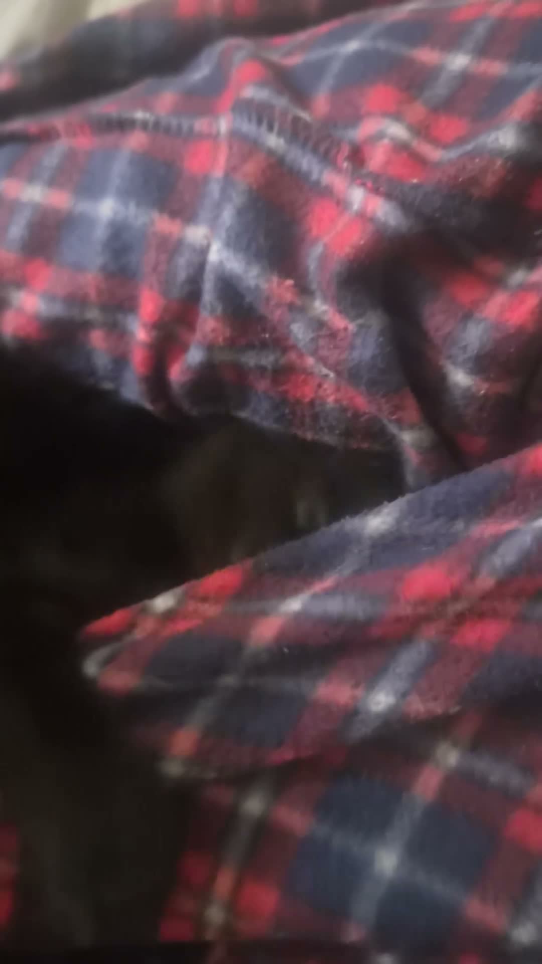 Mixed Breed cats for sale: Four beautiful, fluffy black tabby kittens  in Orpington - Video 1