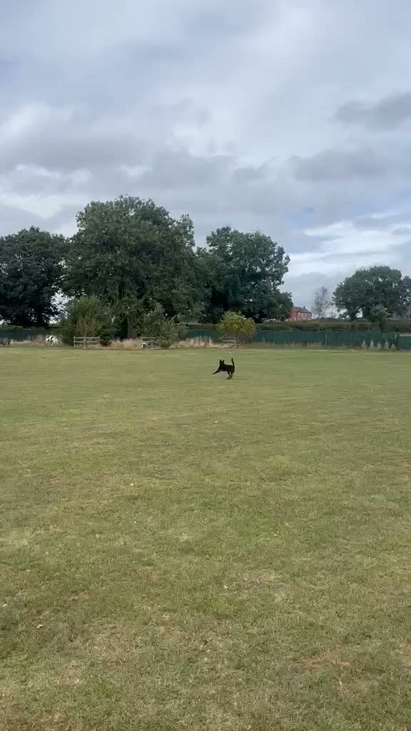 Mixed Breed dogs for adoption: 💙HARTLEY💙-6-year-old sweet & clever boy in Ashby-de-la-Zouch - Video 2