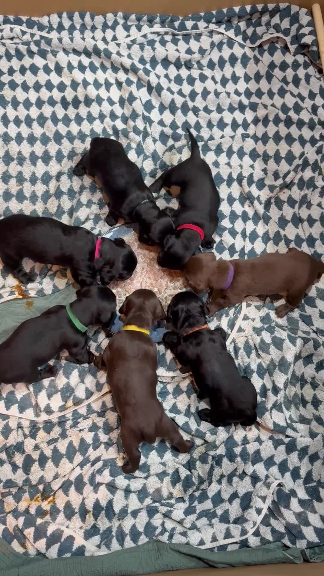 Mixed Breed dogs for sale: Doxiepoos - Video 1