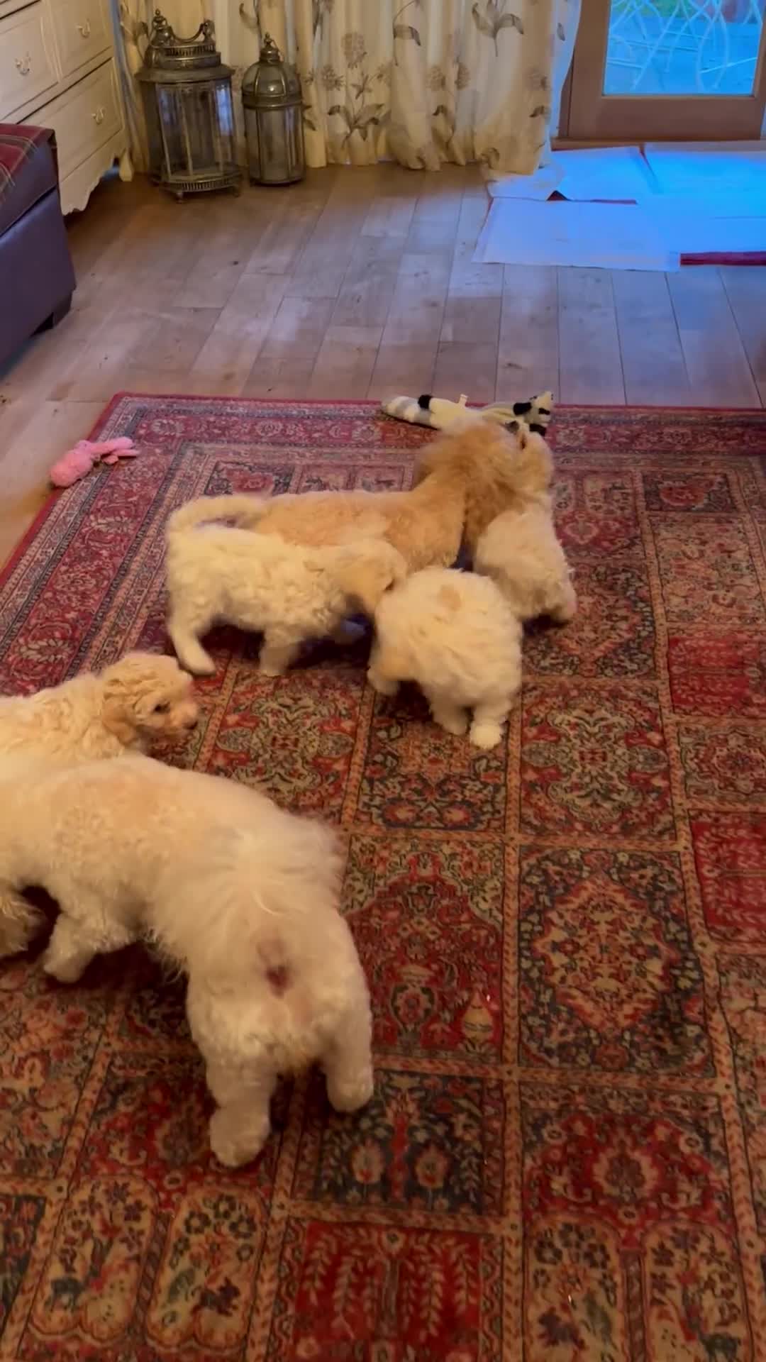 Poochon dogs for sale: Stunning Poochon Puupies - Video 1