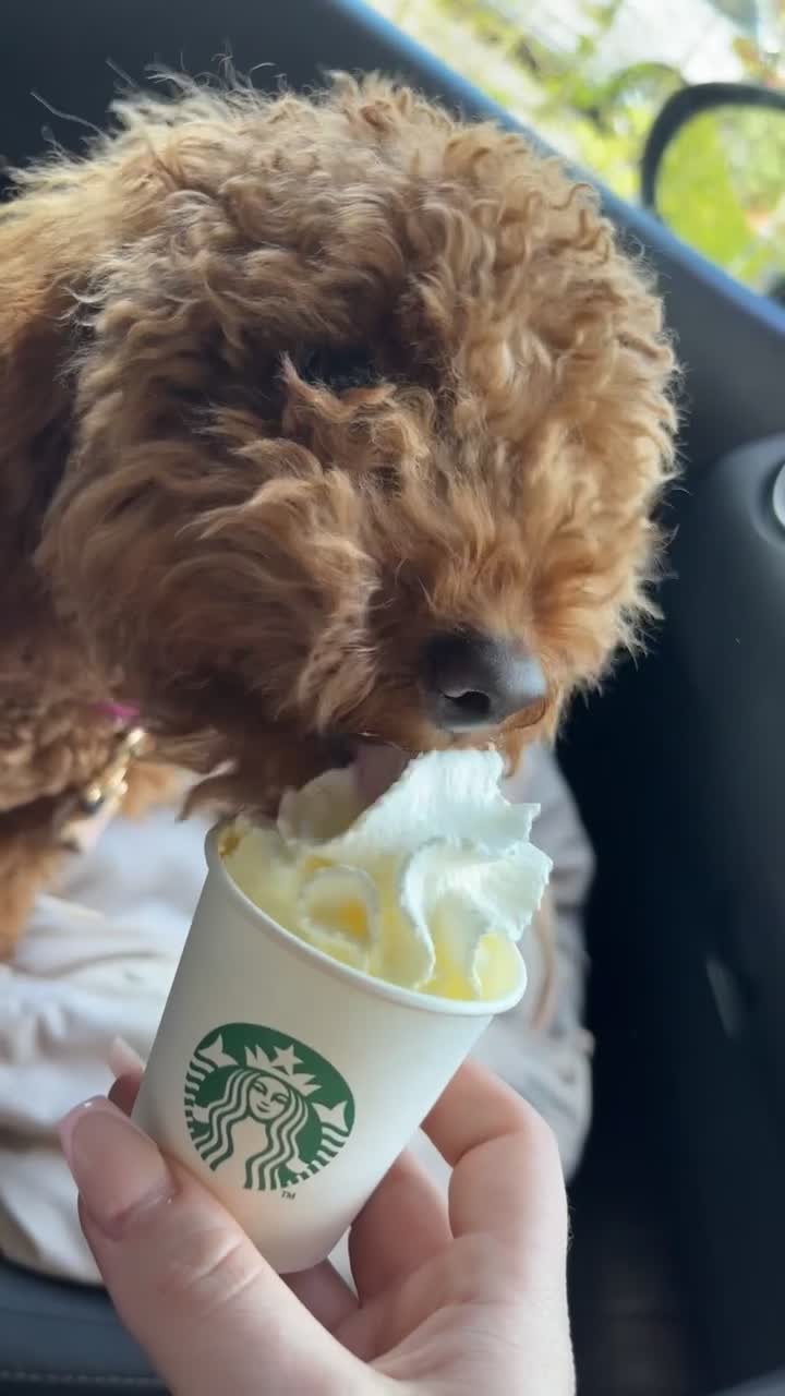 Cockapoo dogs for sale: F1b toy Cockapoo girl  - Video 1