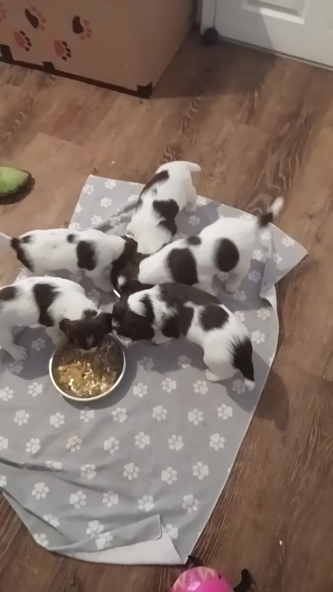 English Springer Spaniel dogs for sale: English springer spaniel puppies  - Video 2