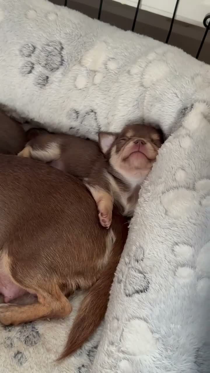 Chihuahua dogs for sale: KC registered chihuahua puppies 2 boys ❤️ in Corby - Video 3