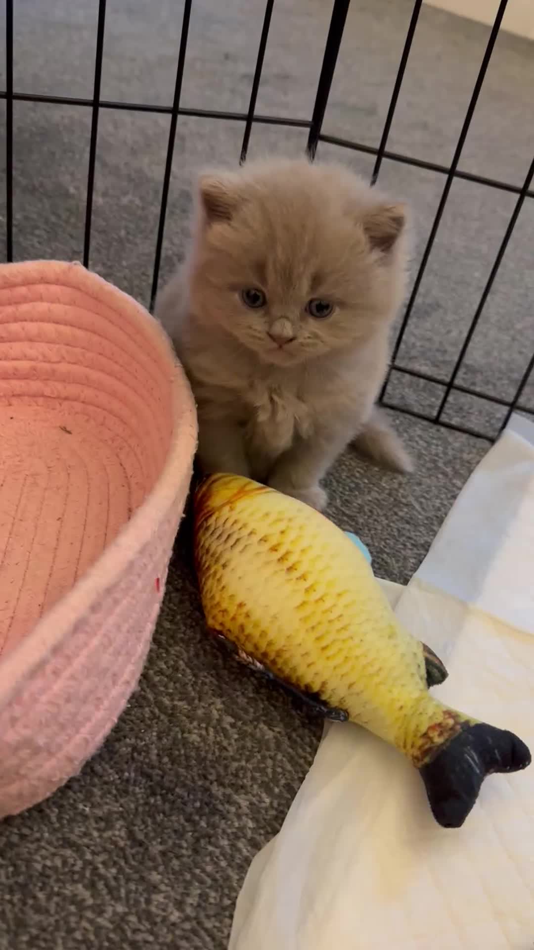 British Longhair cats for sale: 💜🩵 BRITISH LONG HAIR KITTENS 🩵💜 - Video 3