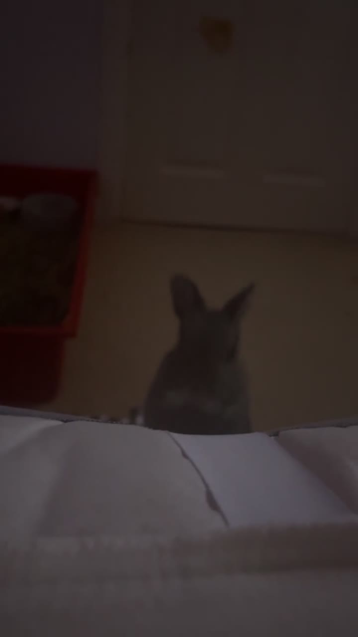 Mixed Breed rabbits for sale: Bunny for sale - Video 1