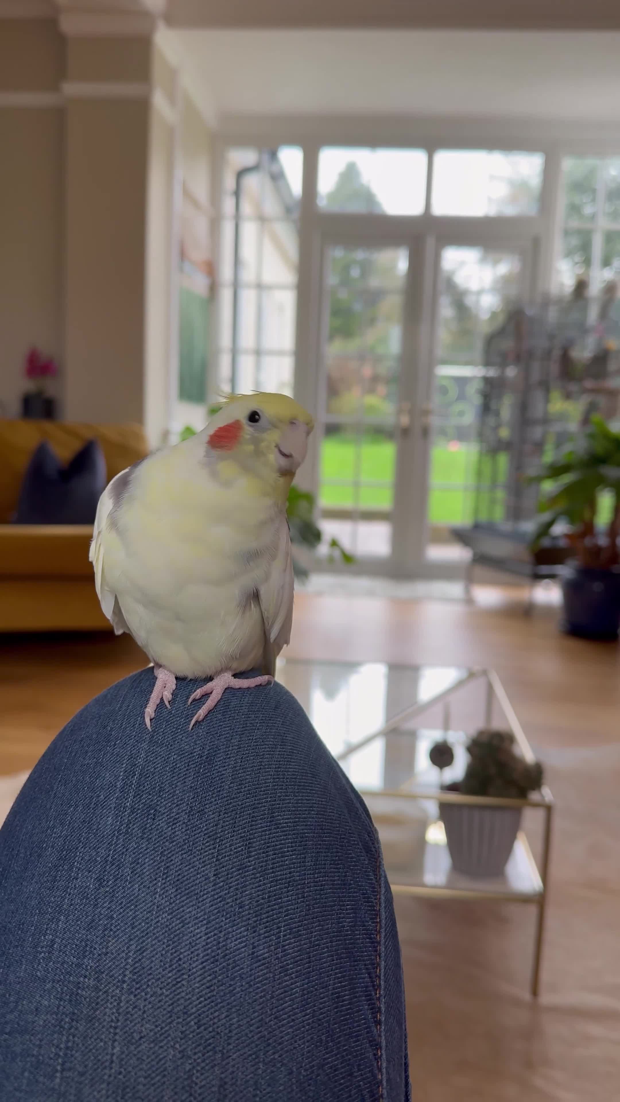 Cockatiels birds for sale: Trio of Bonded Cockatiels + Full Setup - Video 1