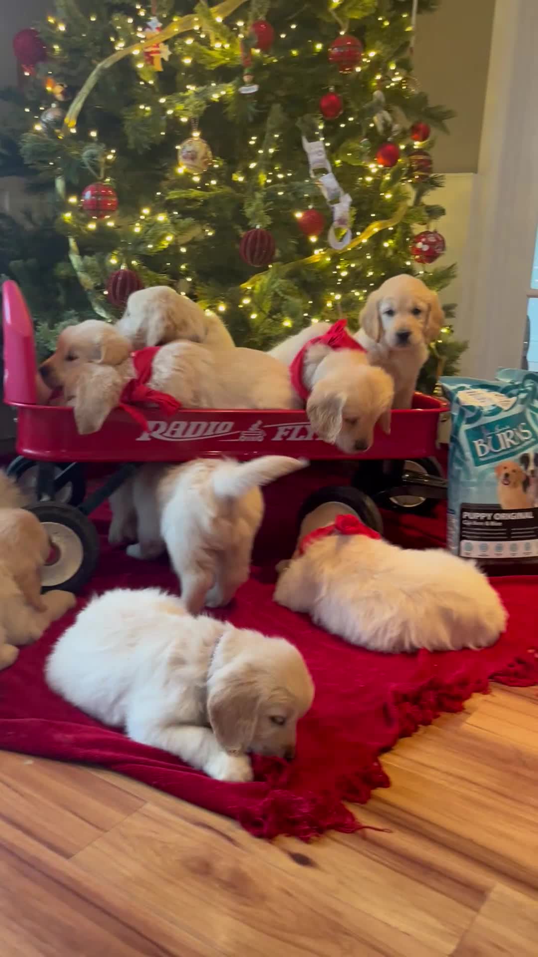 Golden Retriever dogs for stud: Exceptional Proven Stud - Video 1