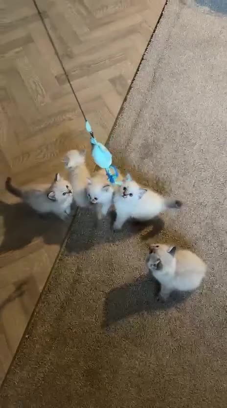 Ragdoll cats for sale: Male Ragdoll  - Video 2