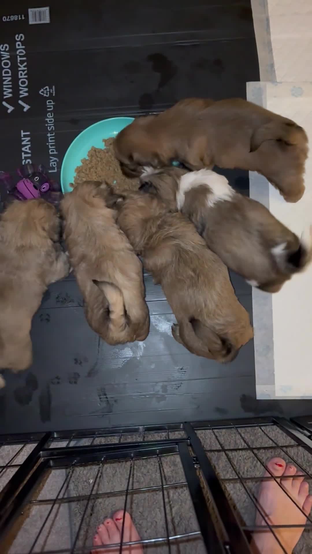 Zuchon dogs for sale: Zuchon pups - Video 1