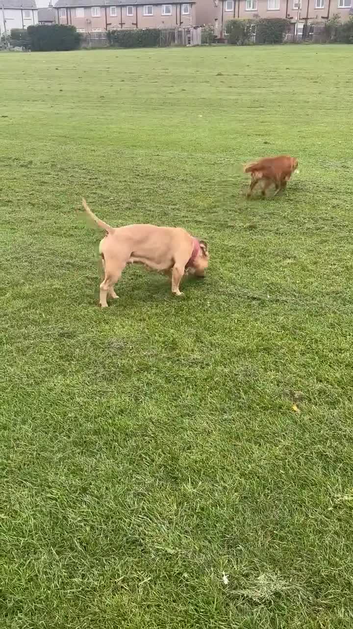 American Bully dogs for sale: Pocket bully  in Dundee - Video 2