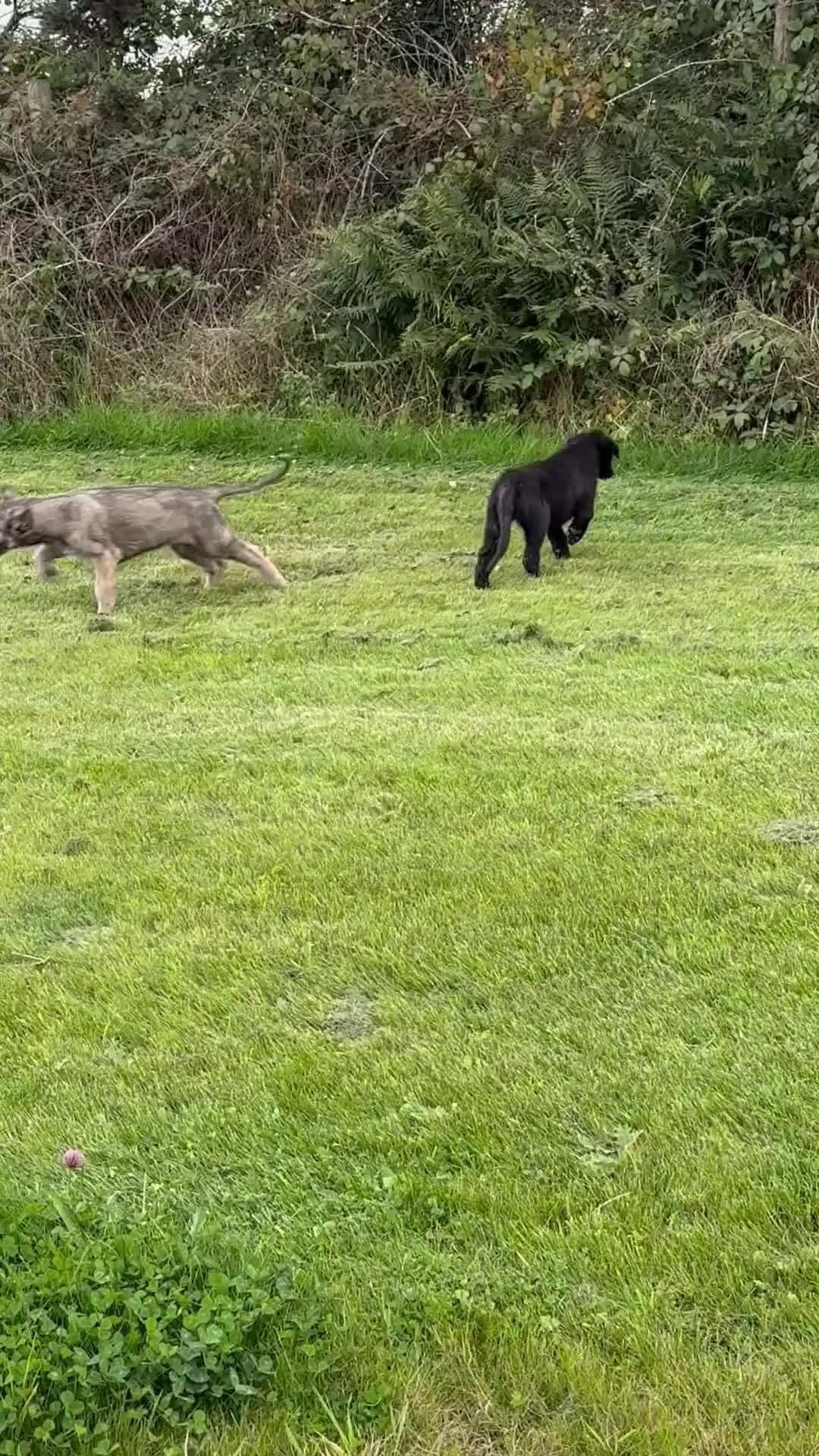 Irish Wolfhound dogs for sale: Irish wolfhound puppies - Video 2