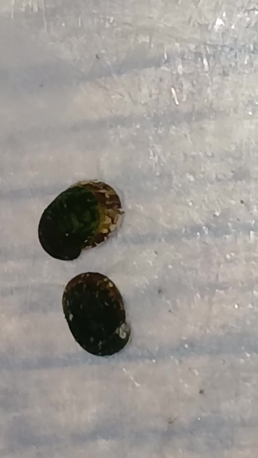 Snails fish for sale: Freshwater  nerite snails  - Video 1