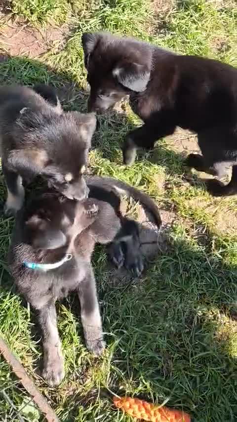German Shepherd dogs for sale: 6 Beautiful German Shepherd Puppies (3 LEFT) - Video 1