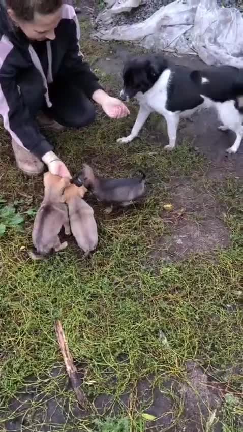 Mixed Breed dogs for adoption: 💙🐶 BOB 🐶💙 - Video 1