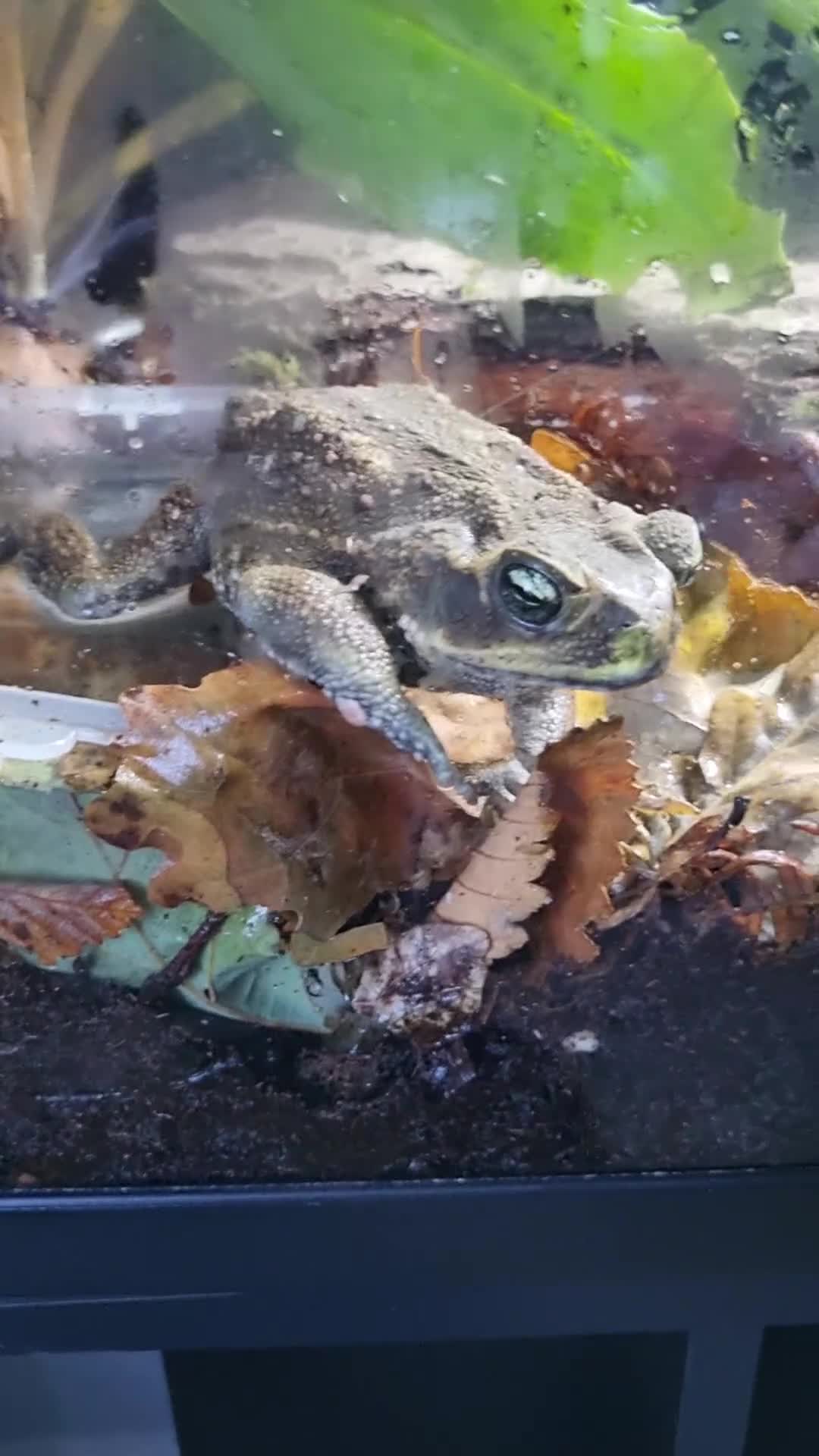 Frog reptiles for sale: Cane toad  - Video 1