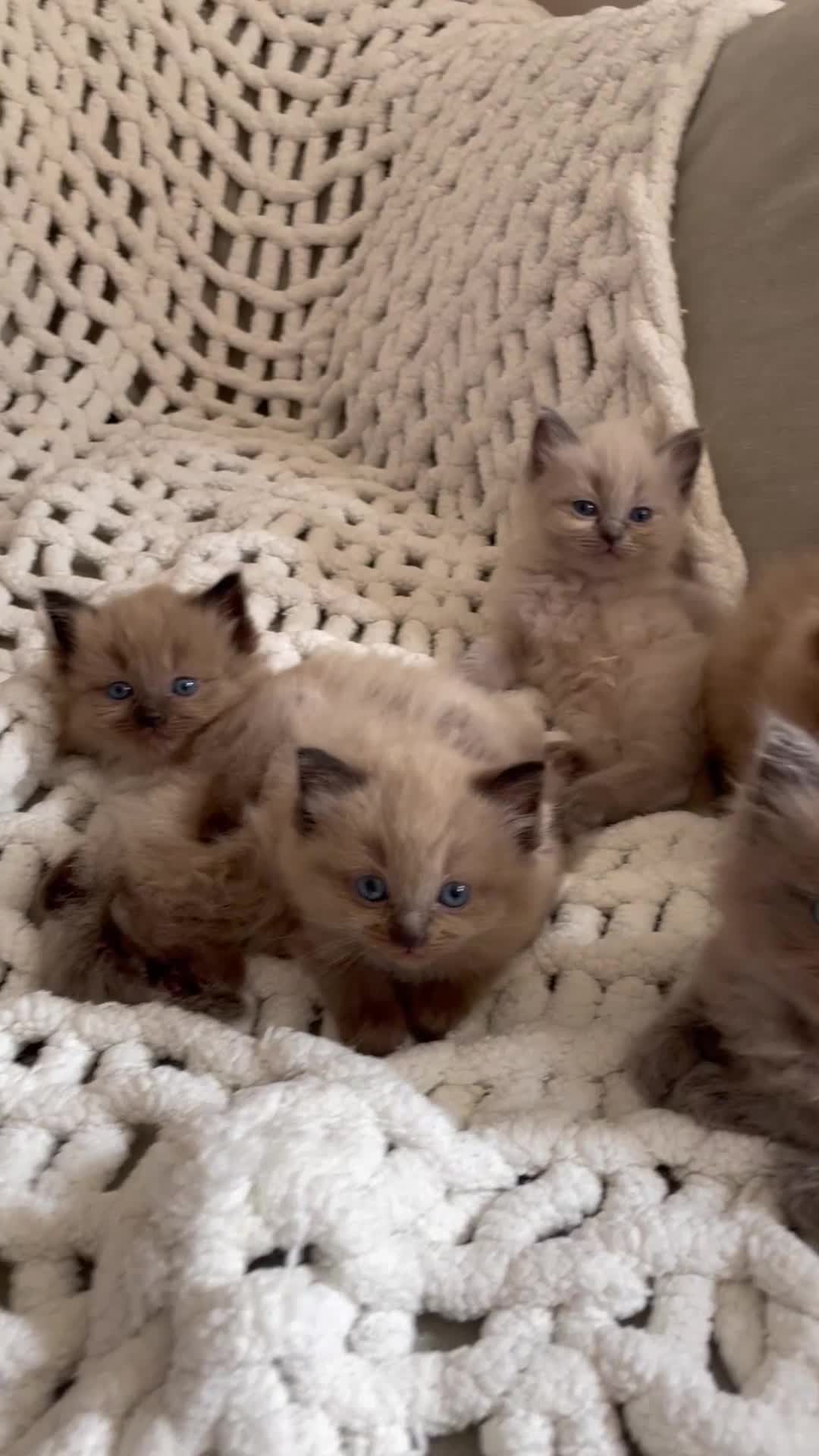 Ragdoll cats for sale: 5 Purebred kittens for SALE - Video 4