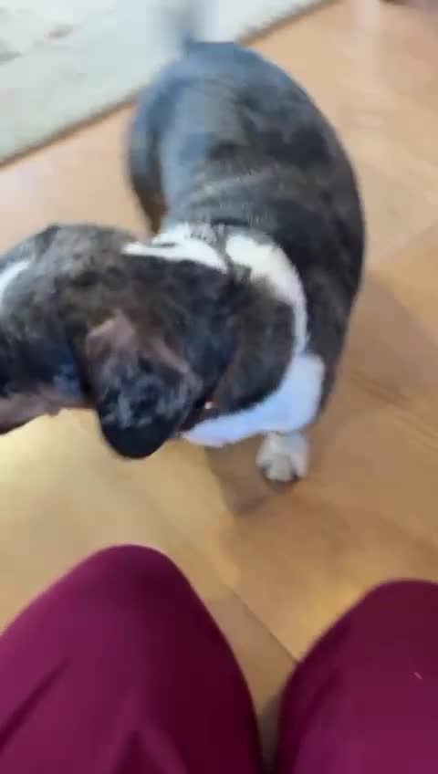 Mixed Breed dogs for adoption: 🐾Meet NORMAN 🐾 - a Lovely Boy for a Loving Home  - Video 1