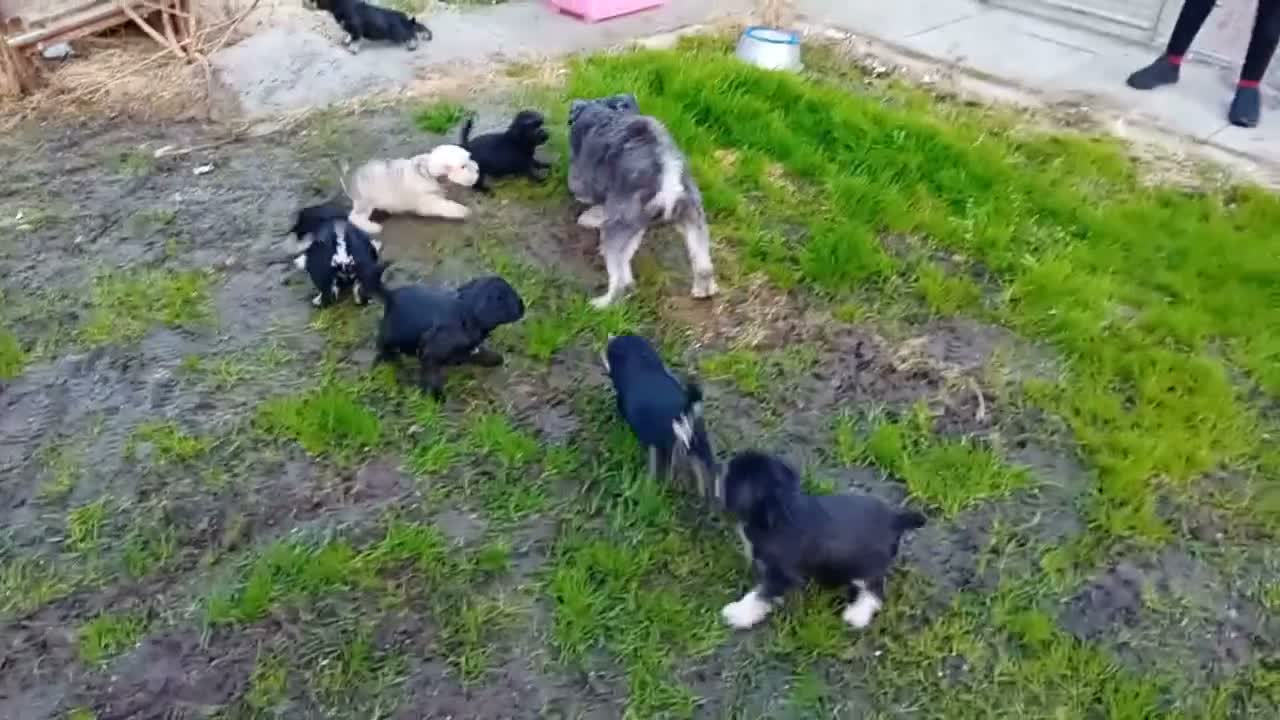 Schnoodle dogs for sale: Schnoodle pups  - Video 1