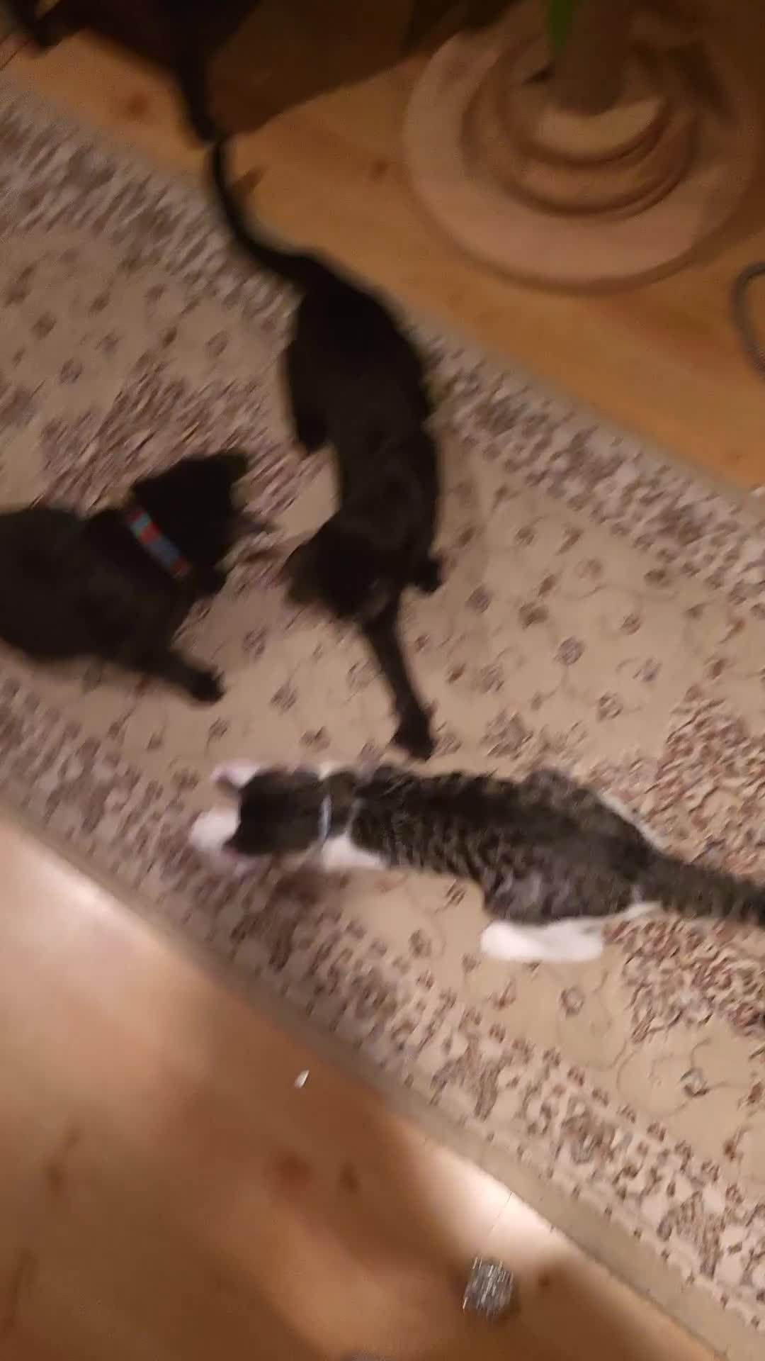 Mixed Breed cats for sale: gorgeous female kittens  - Video 1