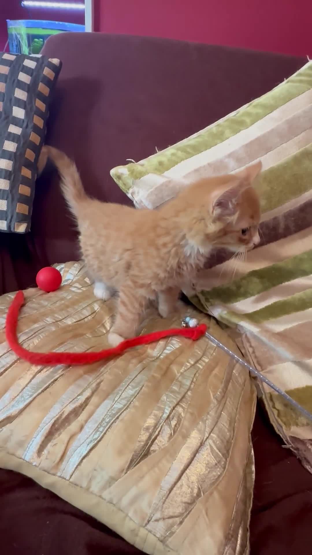 Mixed Breed cats for sale: Stunning kittens ready now - Video 1