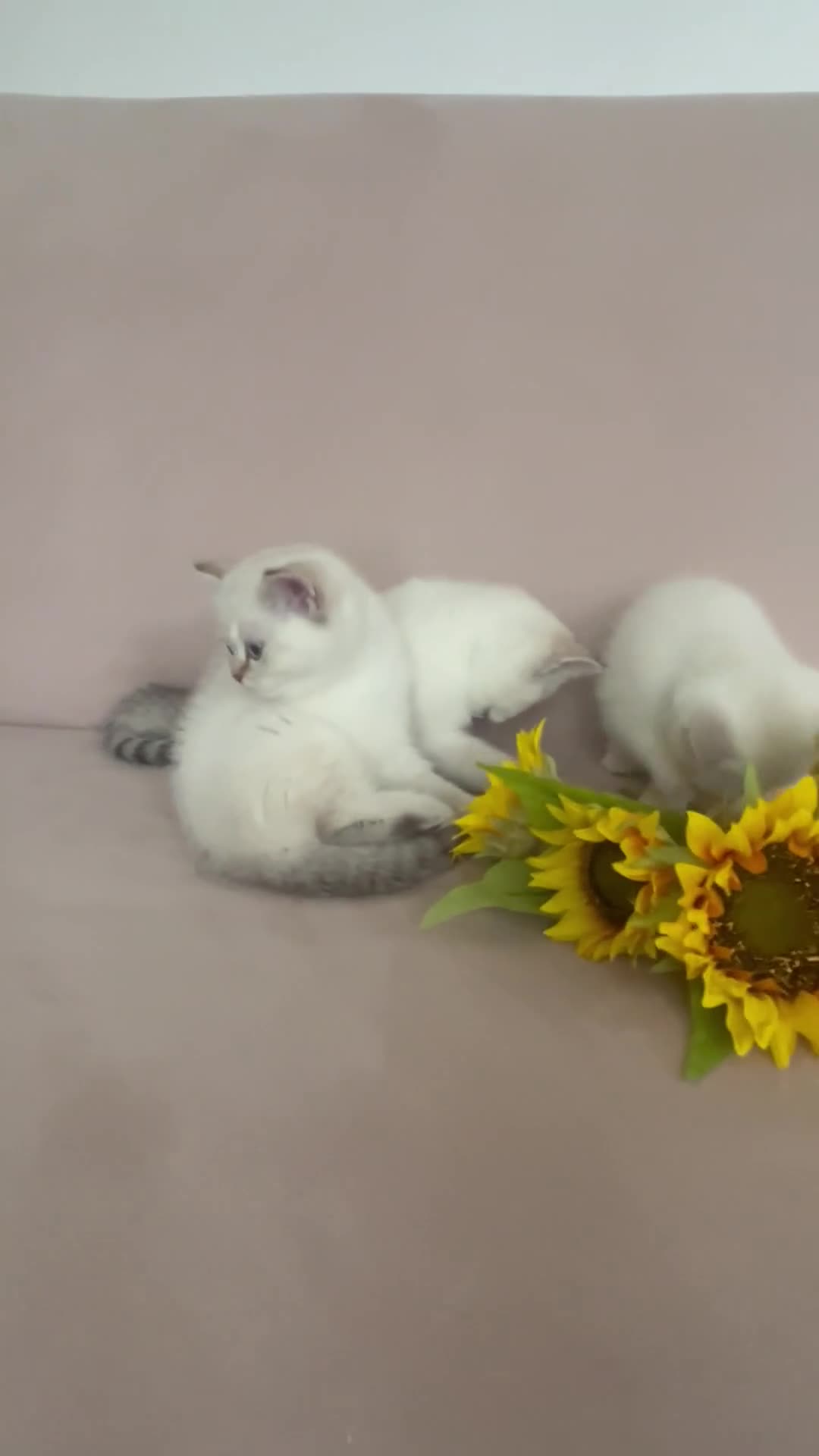 British Shorthair cats for sale: 🐾 Purebred BSH Kittens 🐾 - Video 1