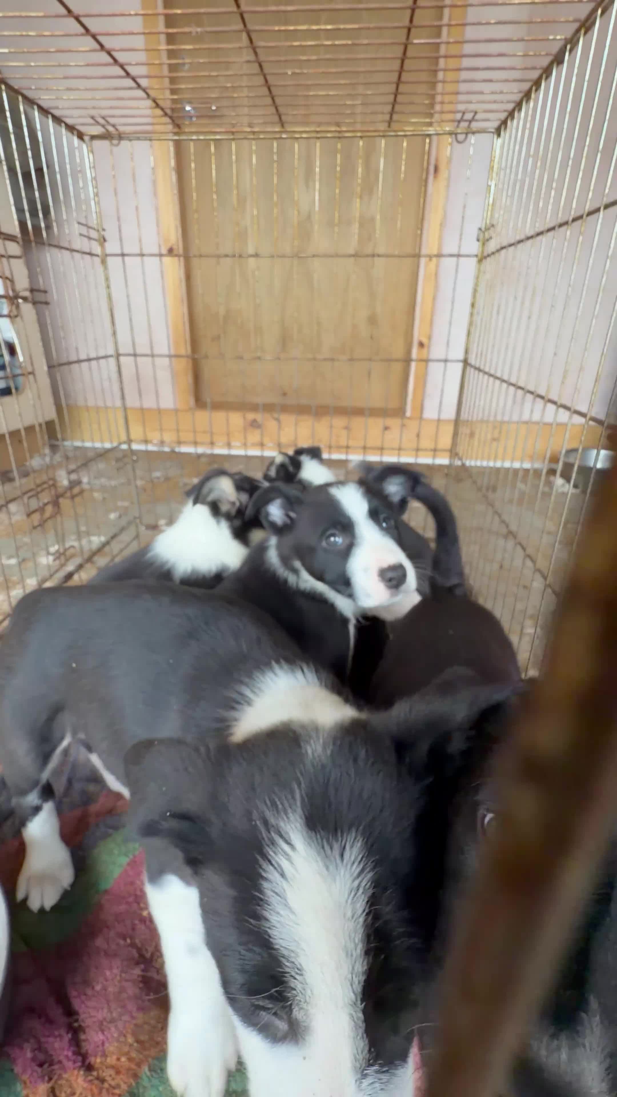 Border Collie dogs for sale: Lovely puppies for sale in Penrith - Video 1