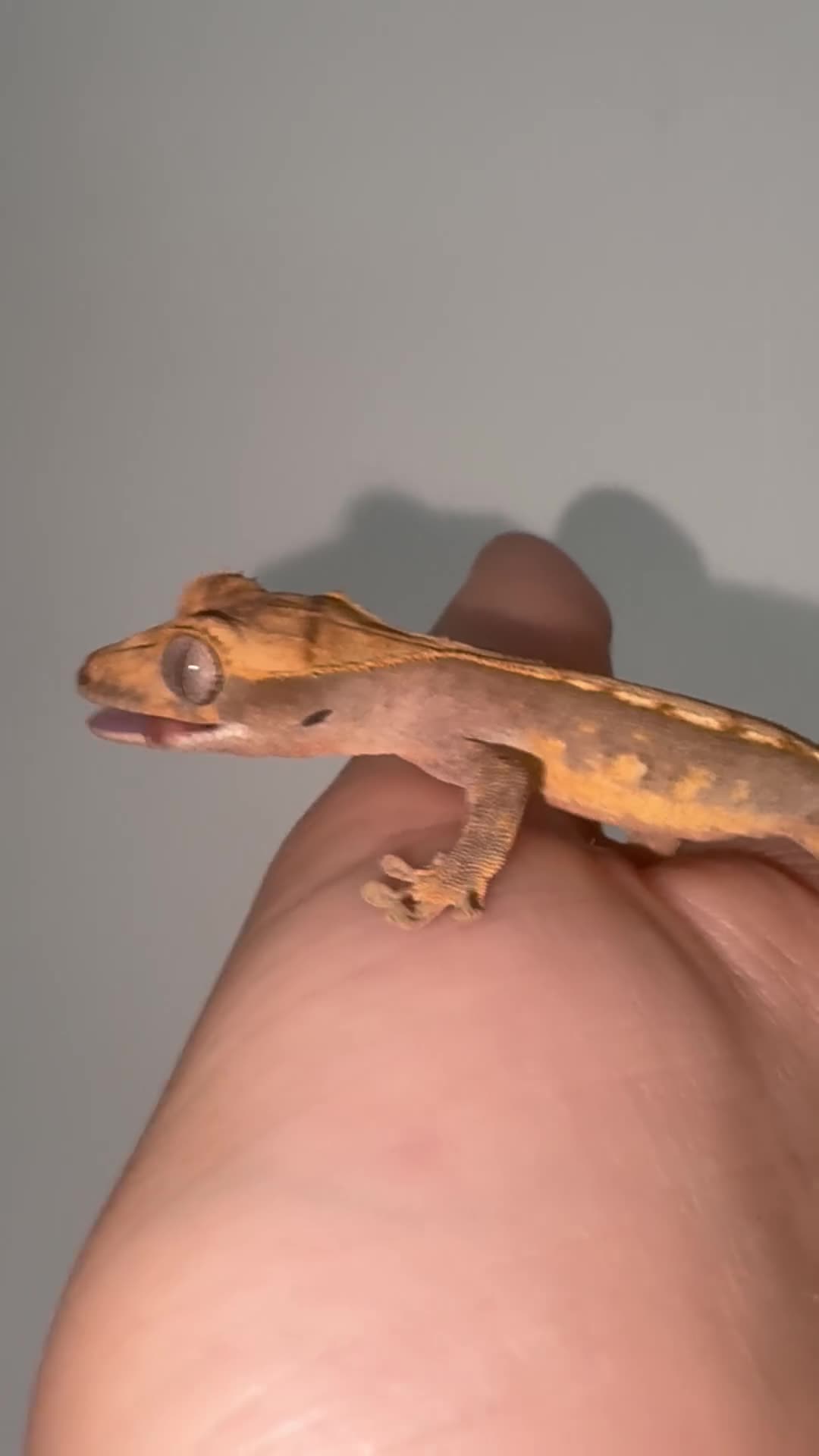 Gecko reptiles for sale: Crested geckos for sale! - Video 2