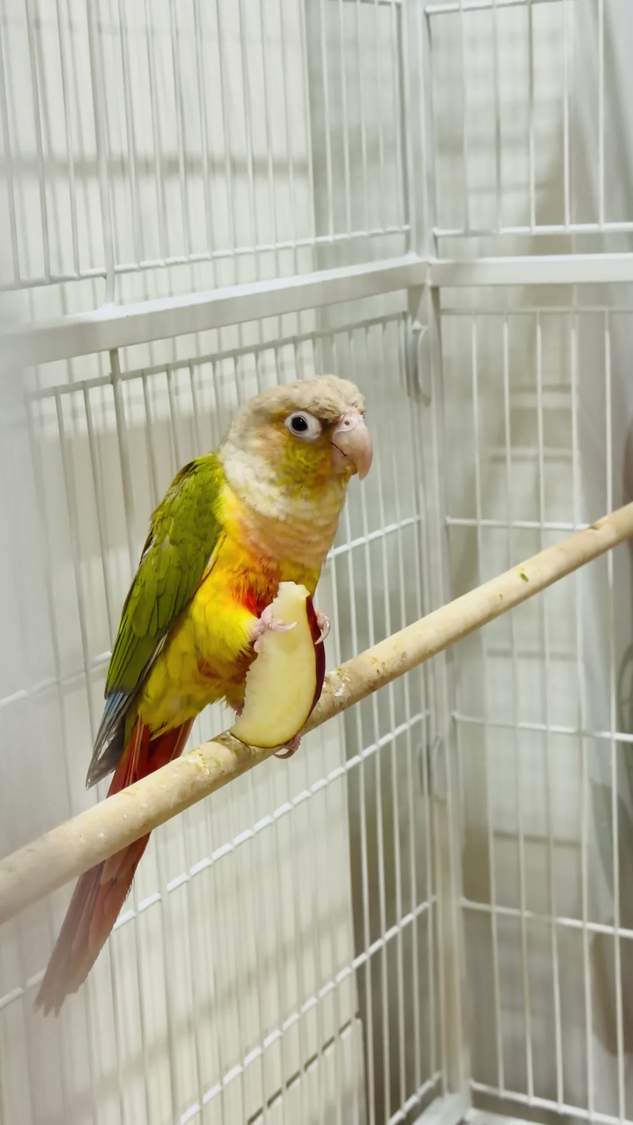 Conures birds for sale: GREEN CHEEK CONURE & PINEAPPLE CONURE - Video 2