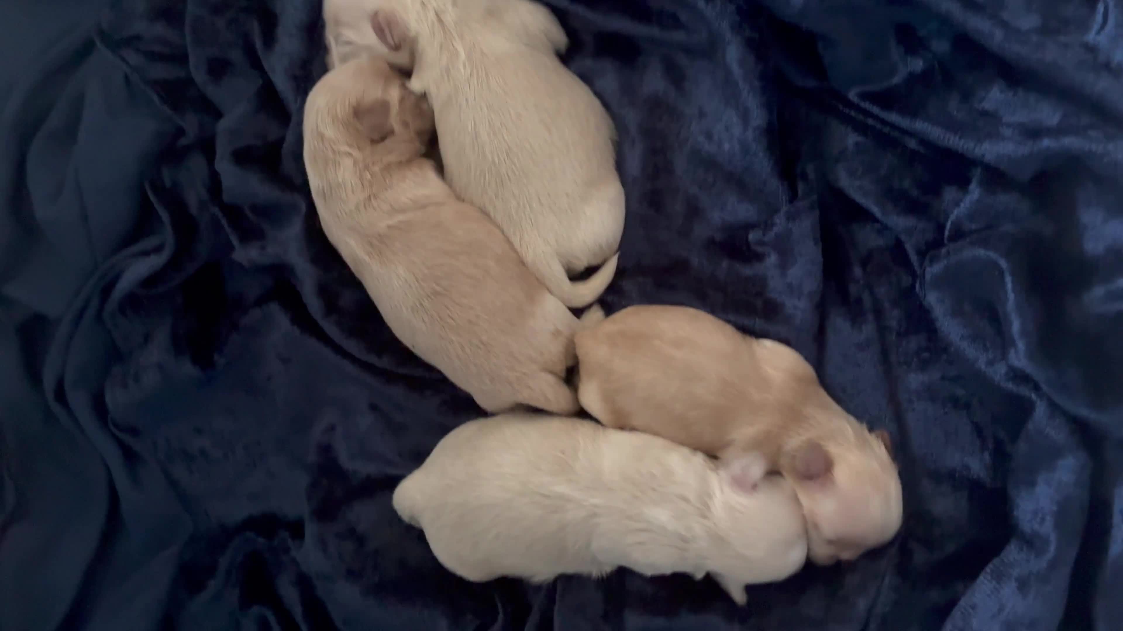 Shih Tzu dogs for sale: KC Reg Imperial Shihtzu Pups 3 boys 2Girls - Video 1