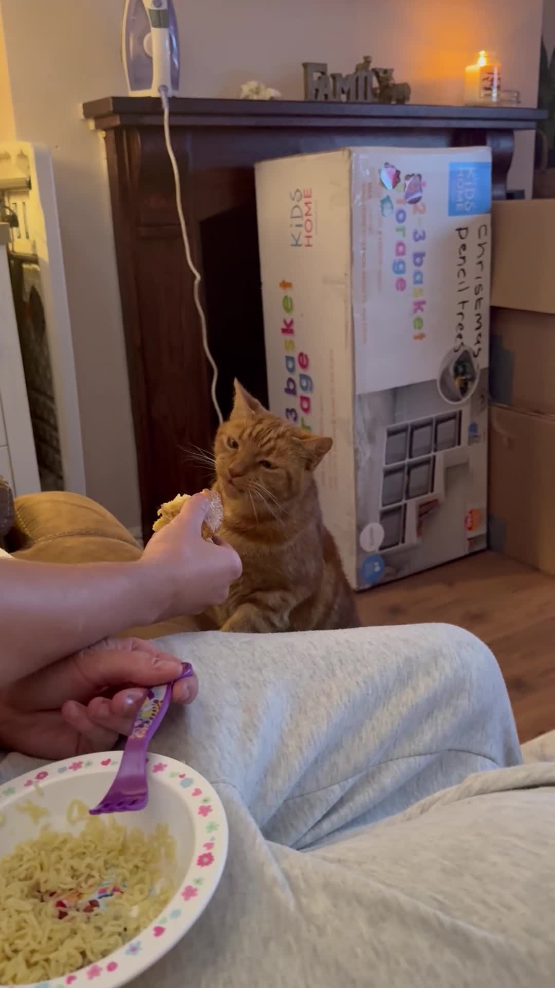 Mixed Breed cats for sale: Old boy with plenty of life left in him in Nottingham - Video 1