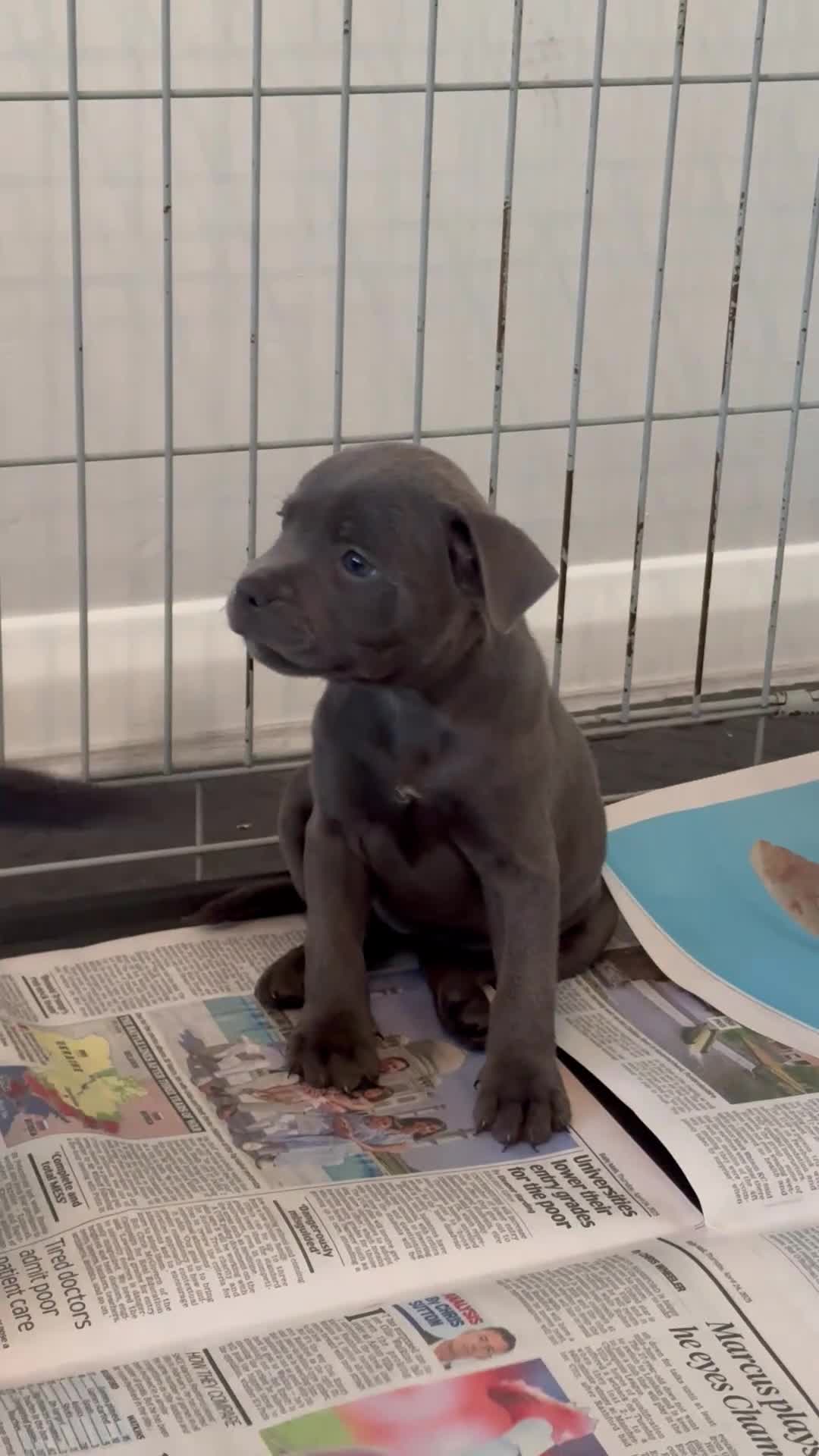 Staffordshire Bull Terrier dogs for sale: Blue Staffordshire Bull Terrier - Video 3