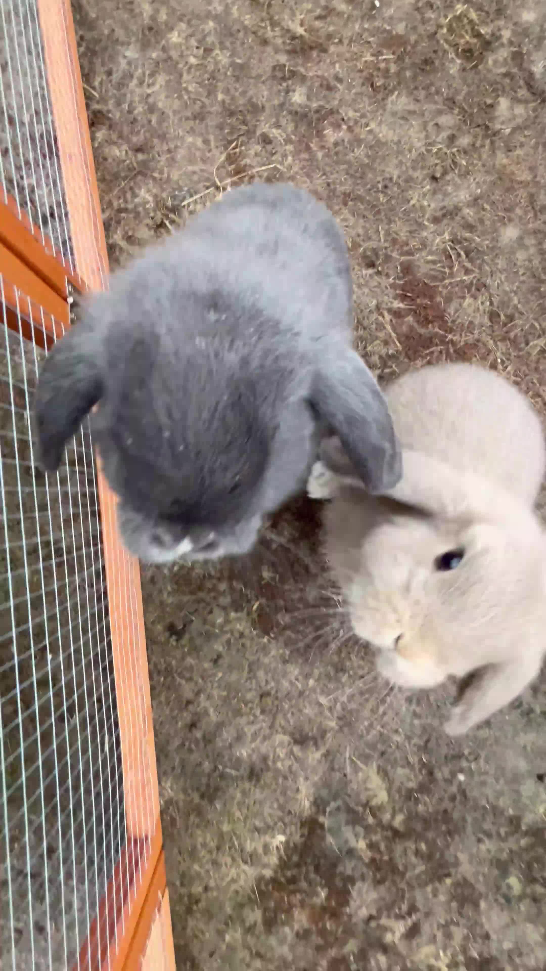 Mini Lop rabbits for sale: 2 mini lops - Video 4