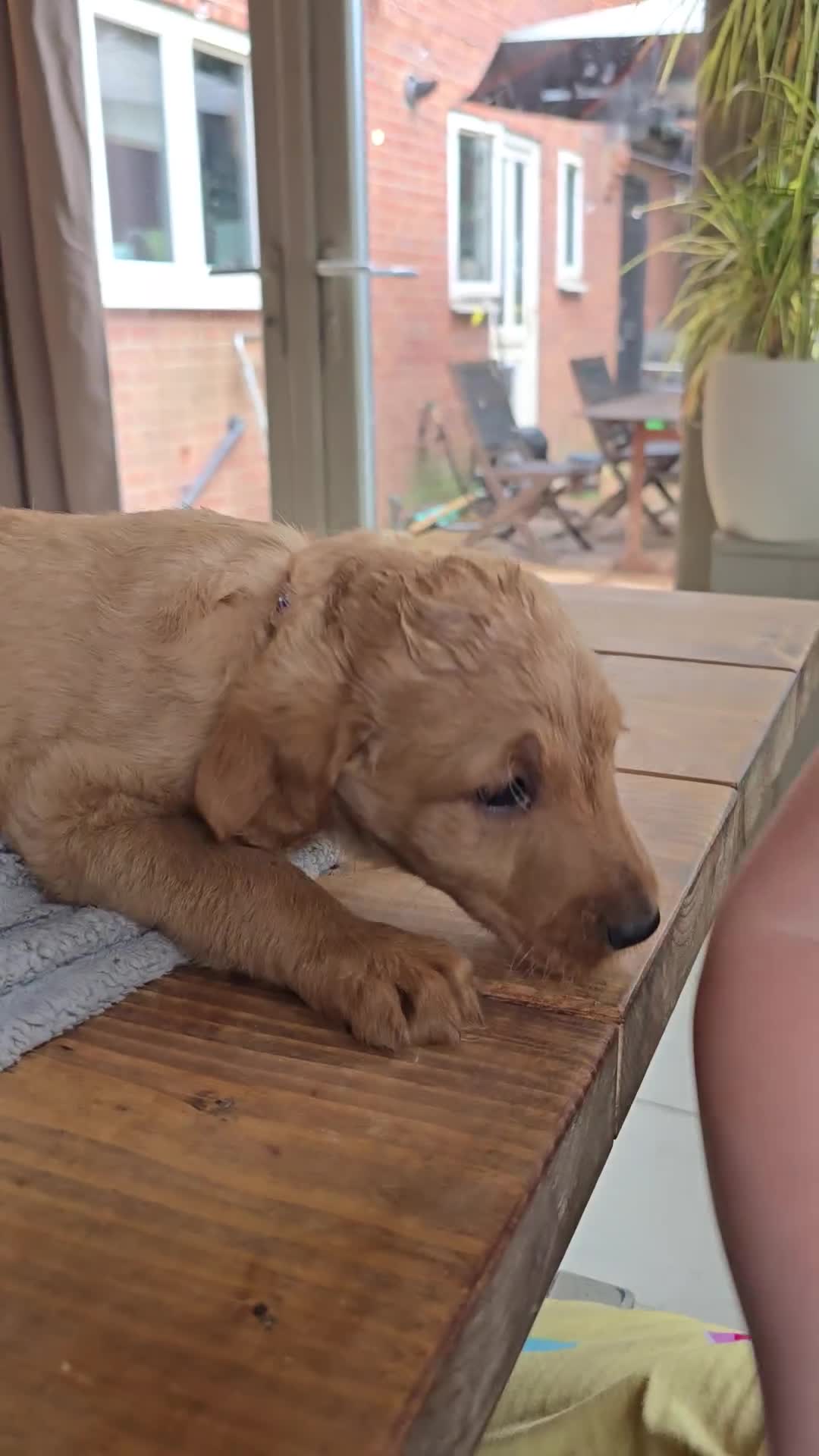 Labradoodle dogs for sale: 4 Beautiful female Labradoodles Ready to go! - Video 5