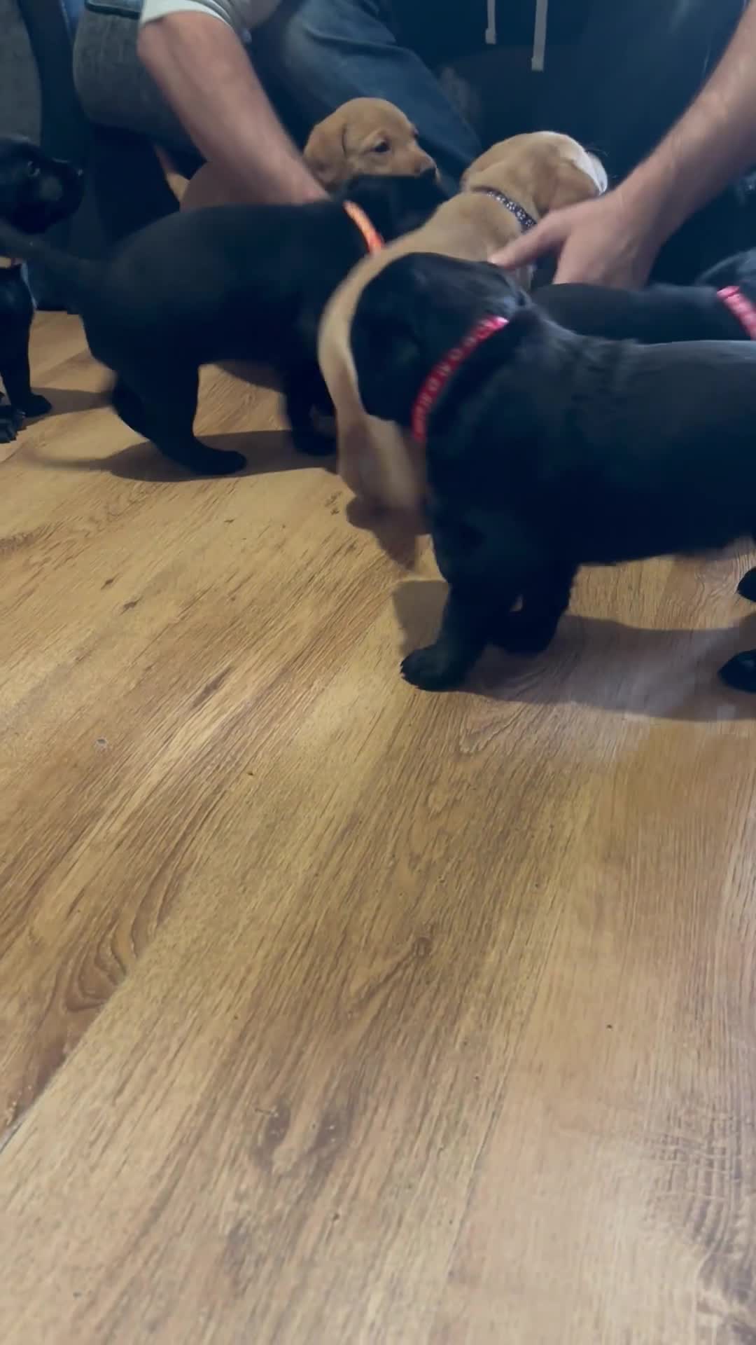 Labrador Retriever dogs for sale: Stunning lab pups - Video 1