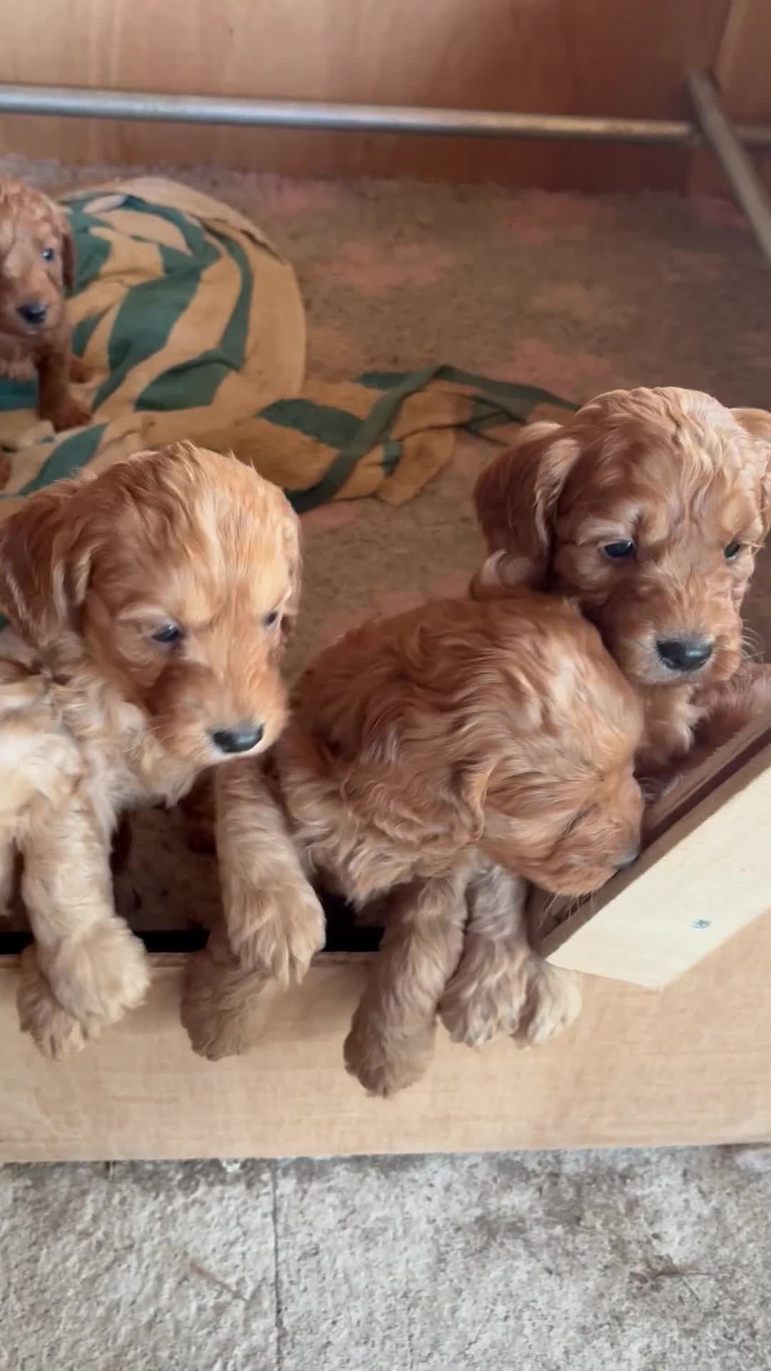 Cockapoo dogs for sale: Fox red cockerpoos  in Newtown - Video 3