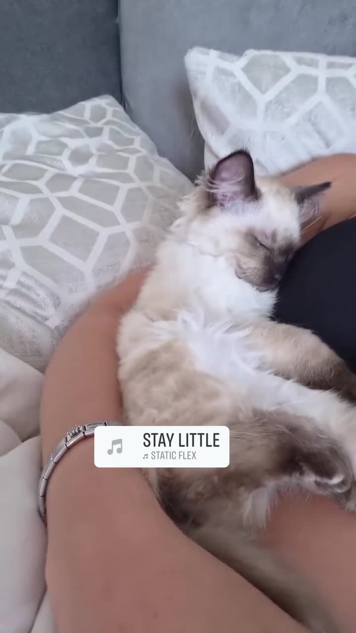 Ragdoll cats for sale: Ragdoll kitten  - Video 1