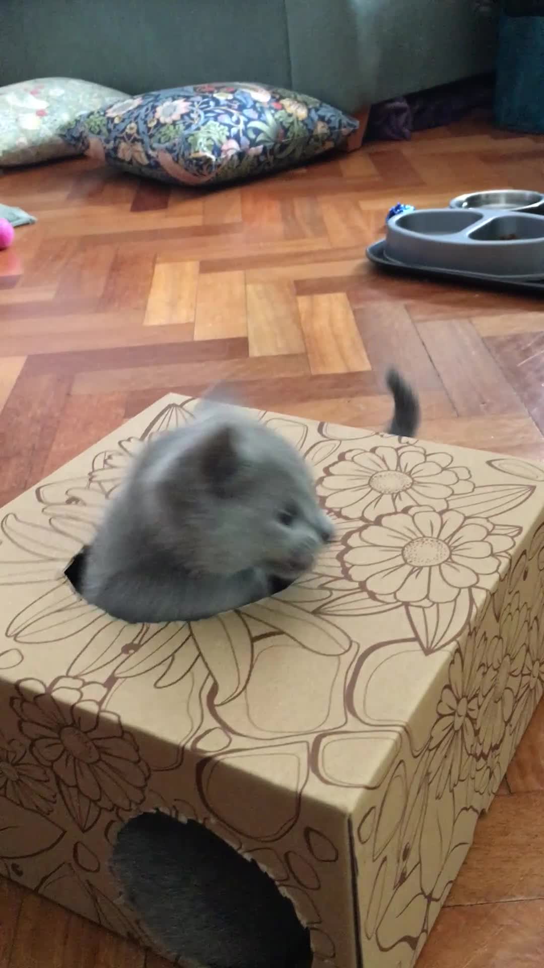 Russian Blue cats for sale: TICA registered Russian Blue kittens - Video 1