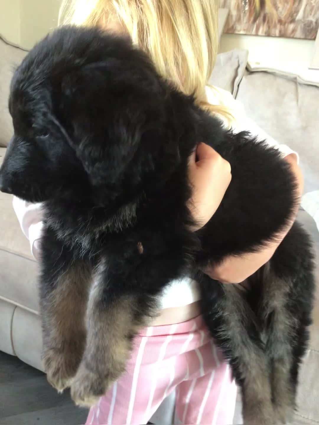 German Shepherd dogs for sale: German shepherd straight back puppies - Video 5