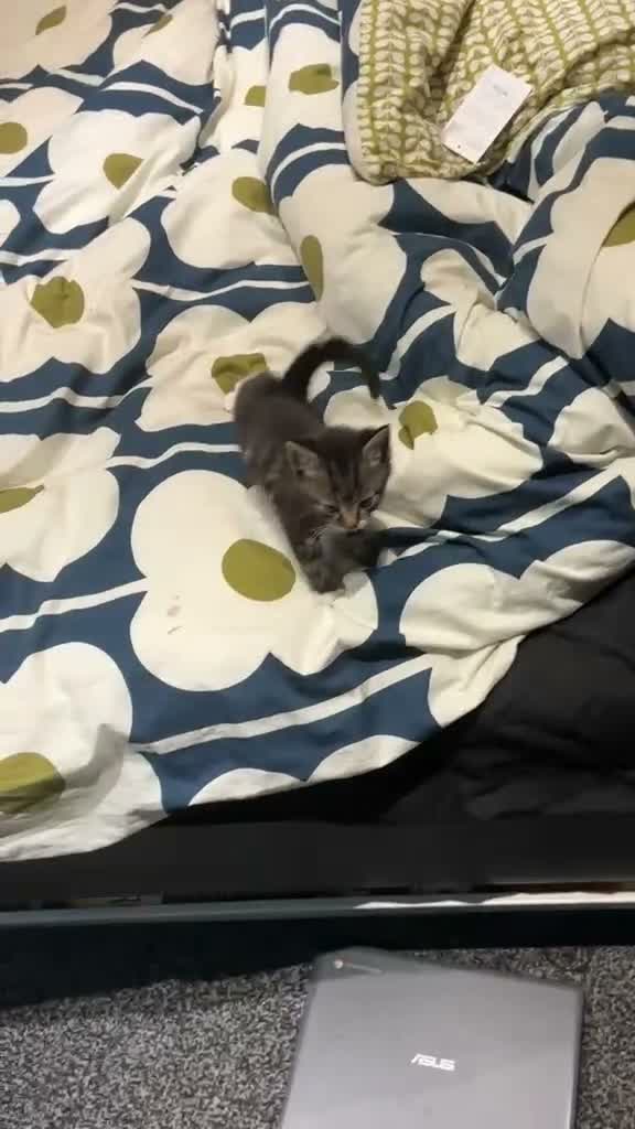Mixed Breed cats for sale: Kittens ready for a new home in Birmingham - Video 1