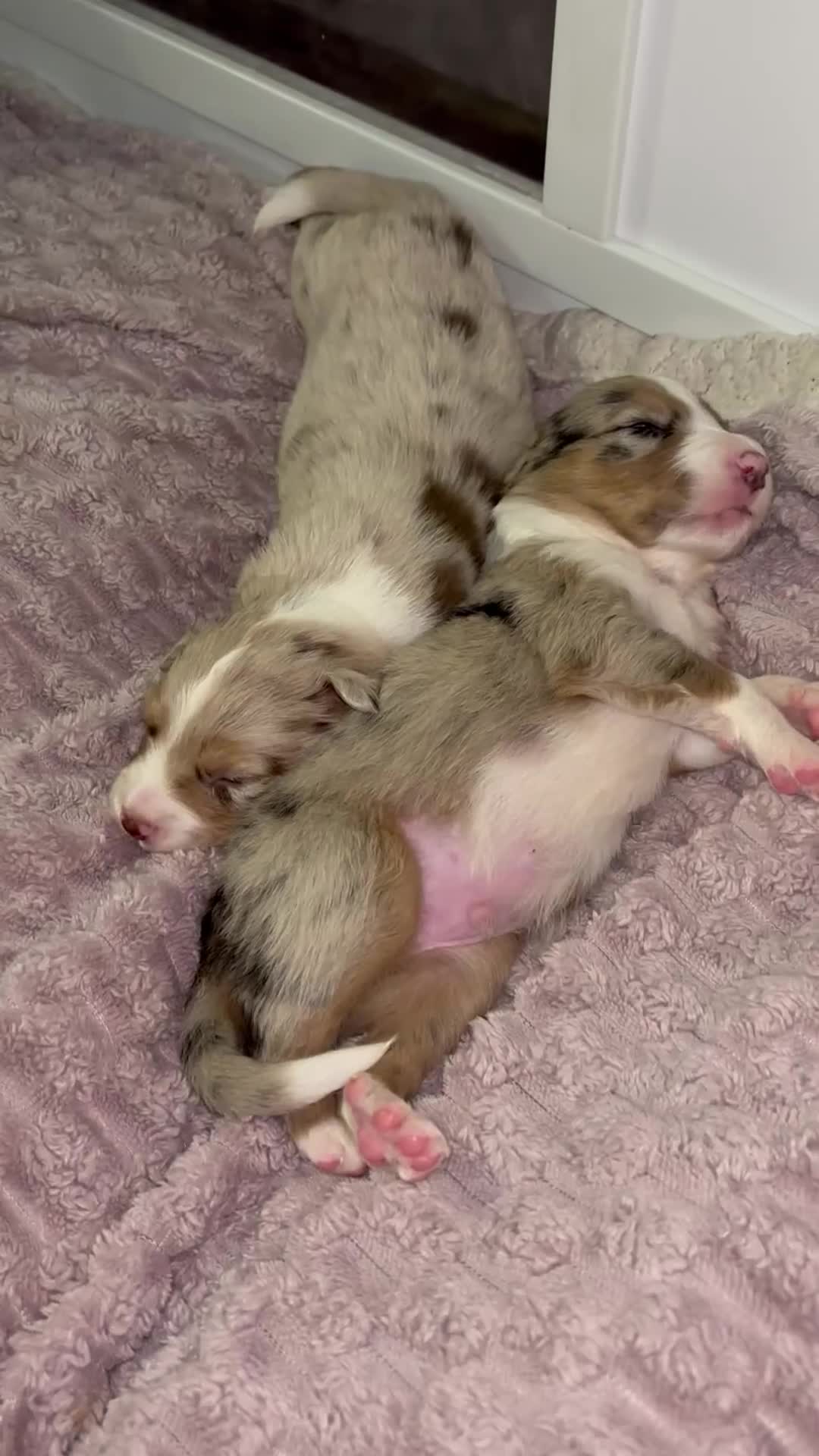 Border Collie dogs for sale: Beautiful litter of 7 Border Collies  in Manchester - Video 3