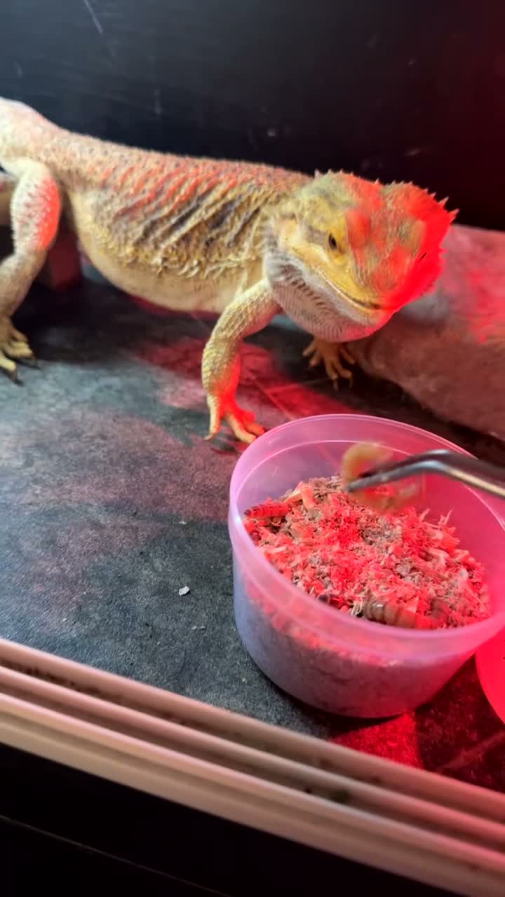 Bearded Dragon reptiles for sale: Bearded Dragon + Full Vivarium Setup  in Stirling - Video 1
