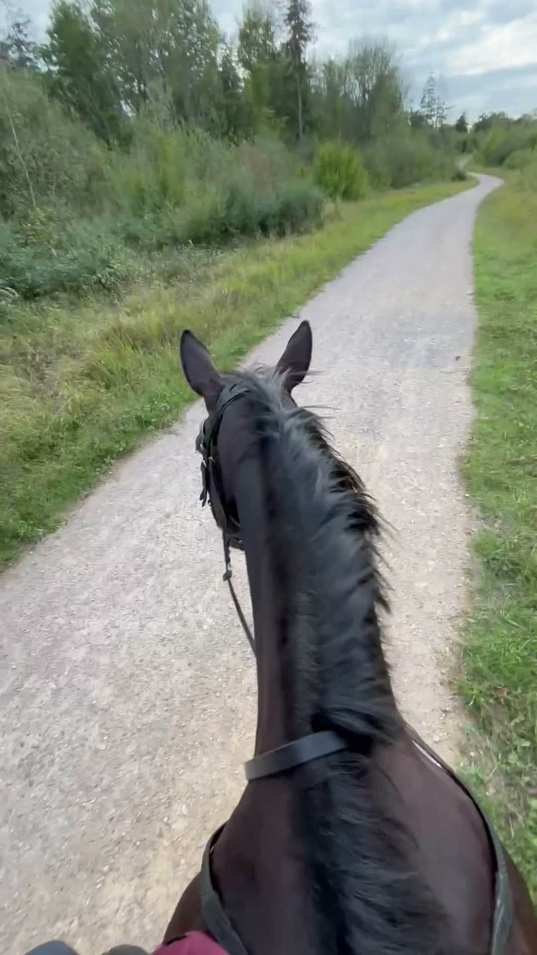 English Thoroughbred horses for sale: Sienna - 15.2hh, 10yo TB MARE in Corby - Video 1