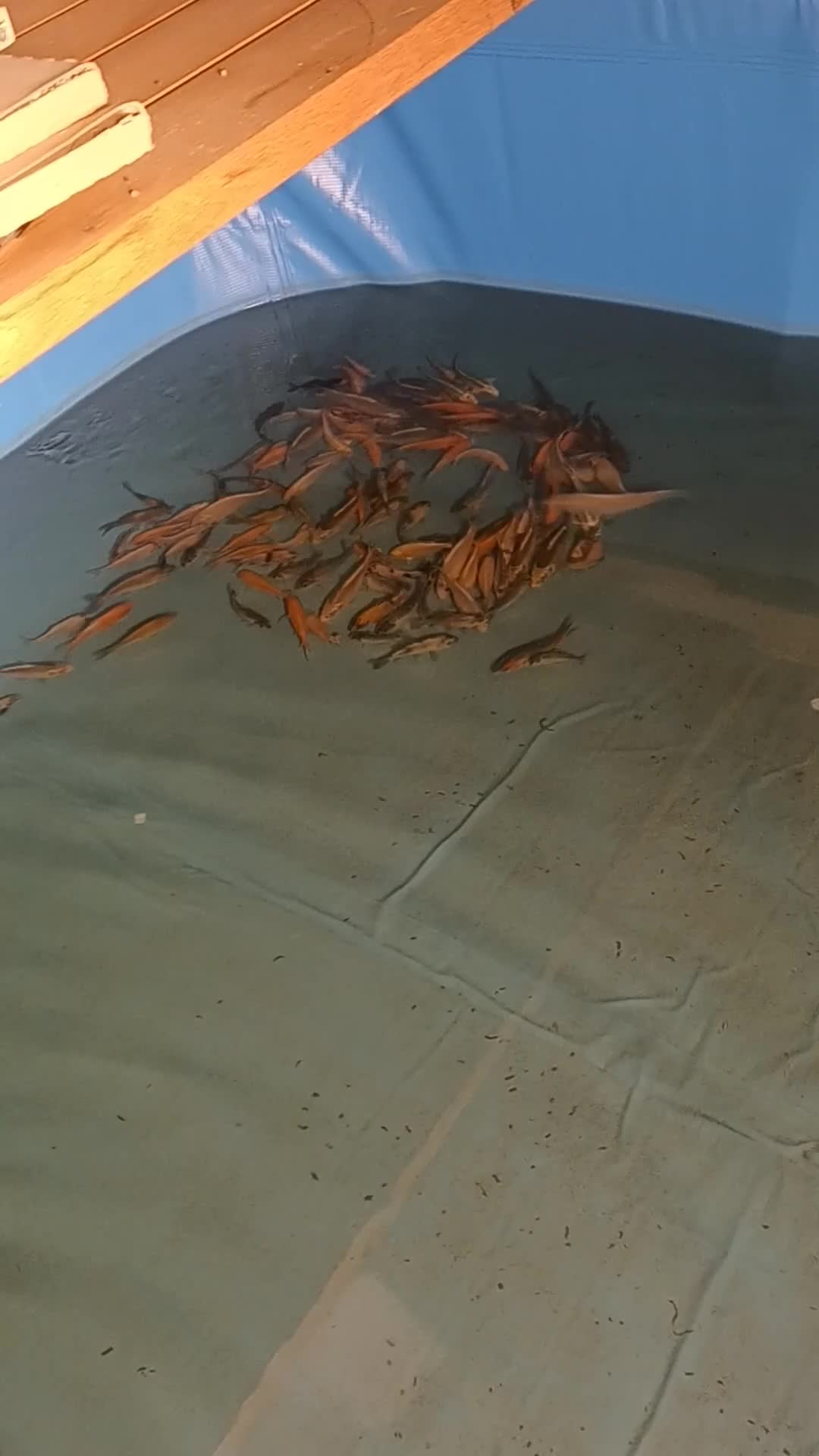Koi Carp fish for sale: Koi for sale - Video 1