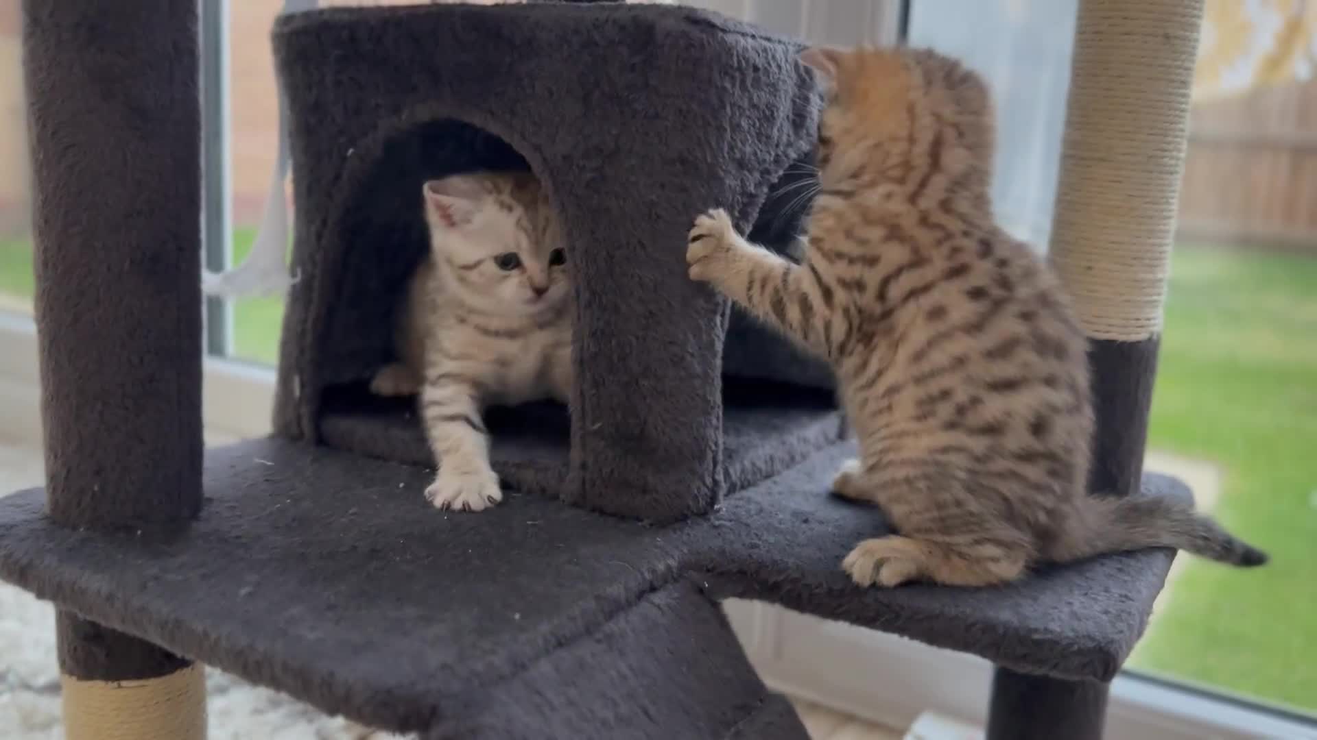 British Shorthair cats for sale: Stunning BSH chinchilla kittens 15 weeks old  - Video 1