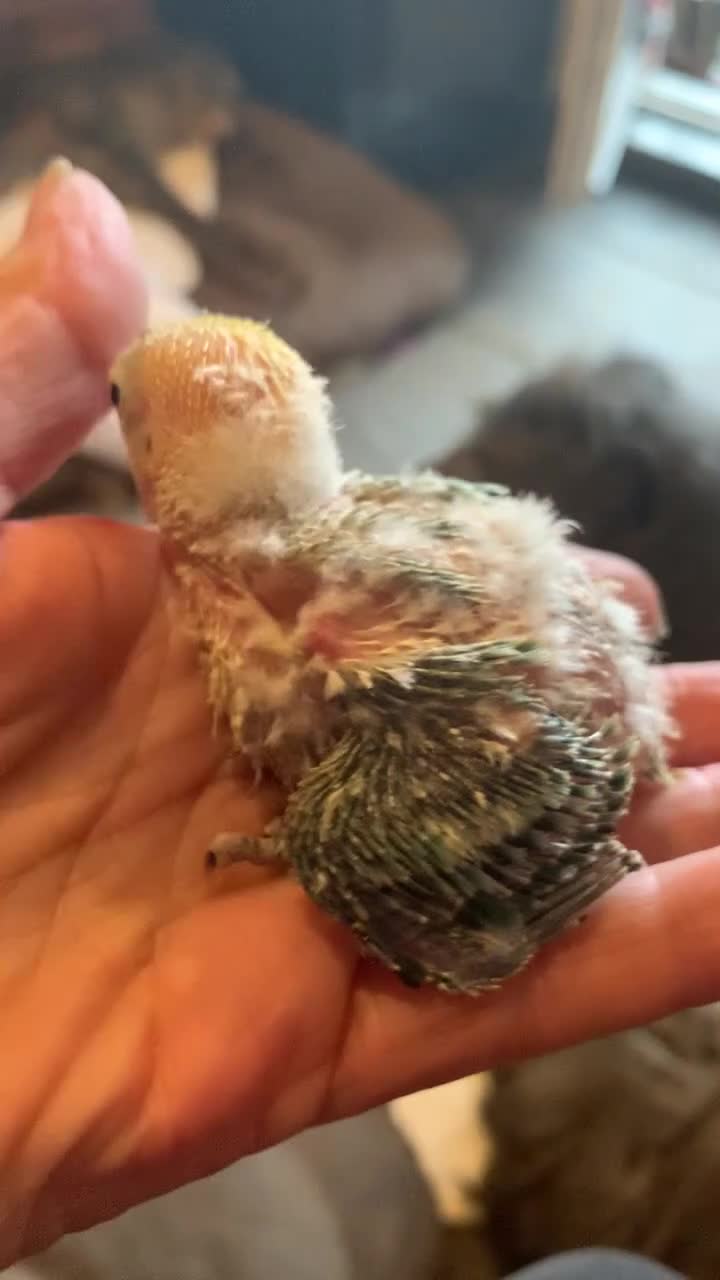 Lovebirds birds for sale: Fisher Lovebird chicks ready in 3 wks Worcs  - Video 2